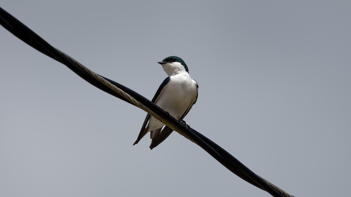 Bahama Swallow - ML635387437