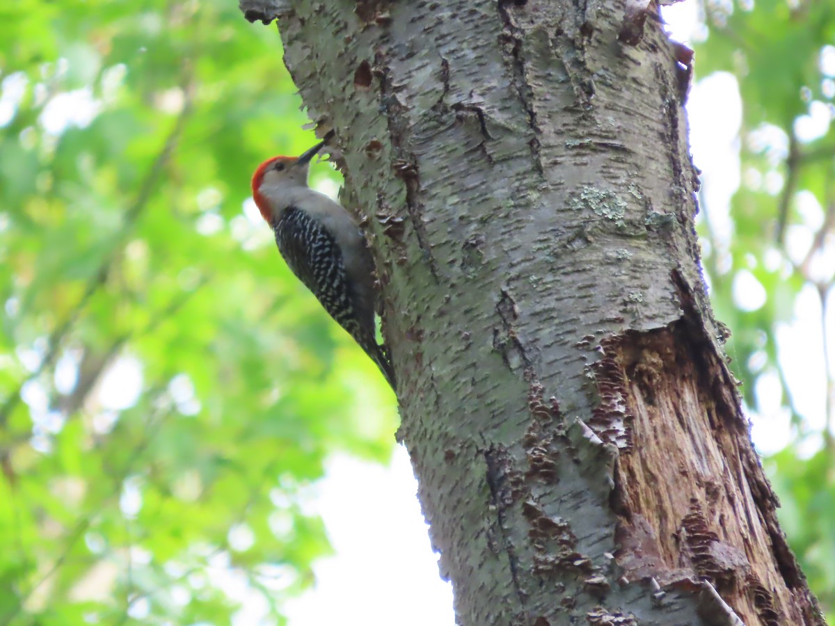 Red-bellied Woodpecker - ML635387470