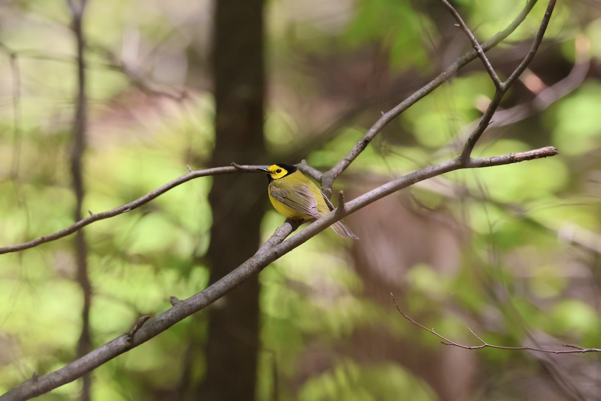 Hooded Warbler - ML635387483