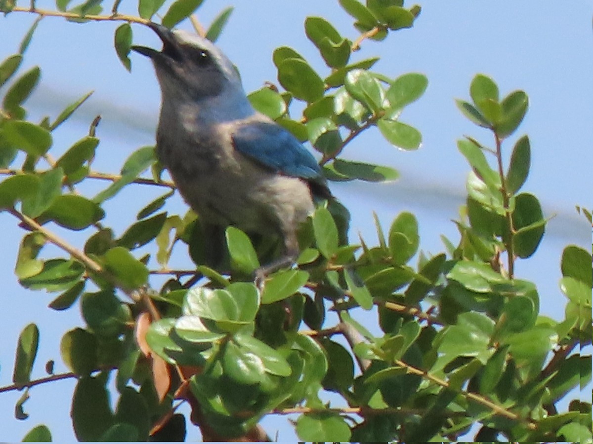 Florida Scrub-Jay - ML635387485