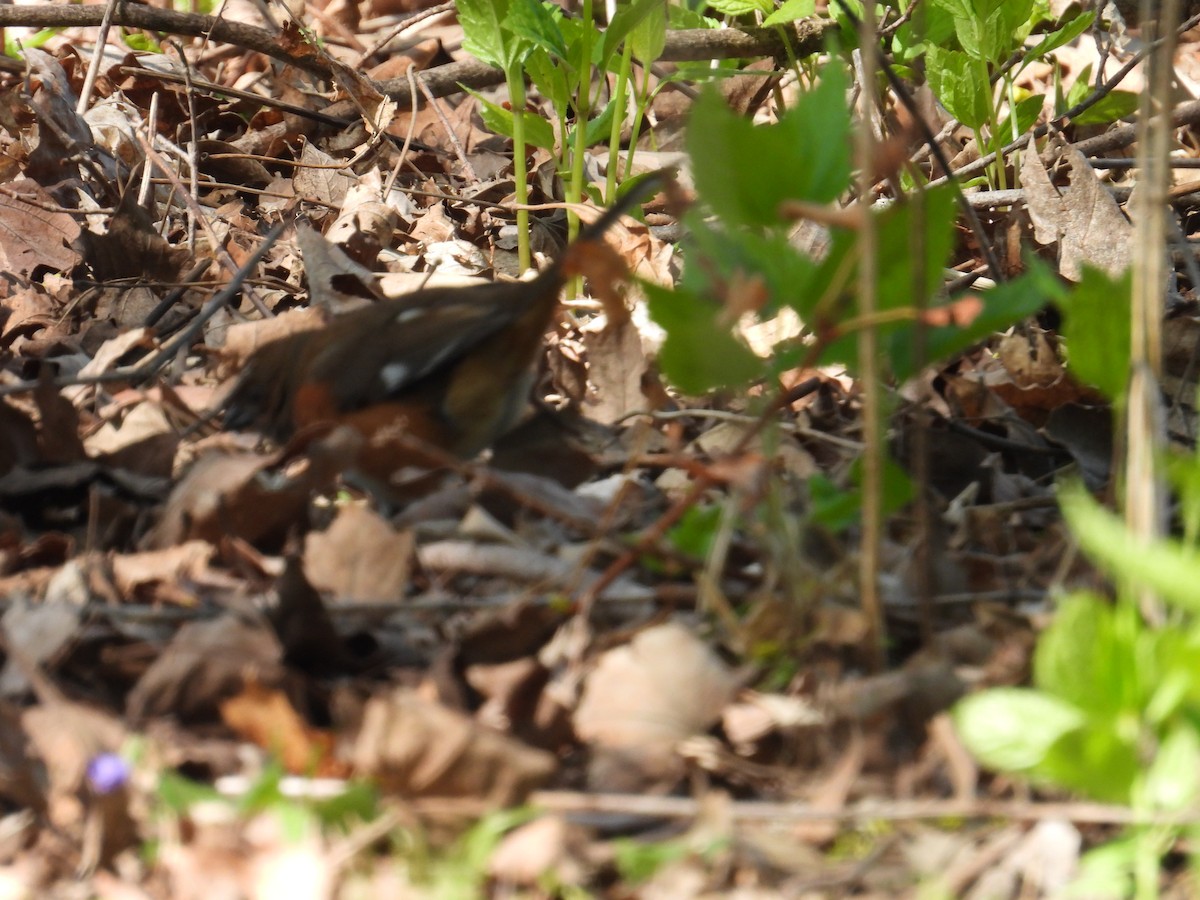 Eastern Towhee - ML635387492