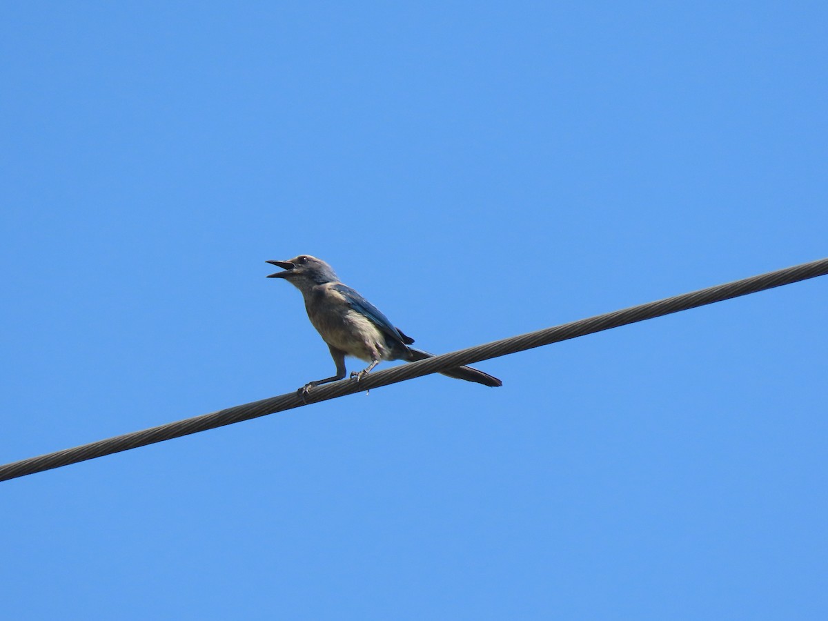Florida Scrub-Jay - ML635387509