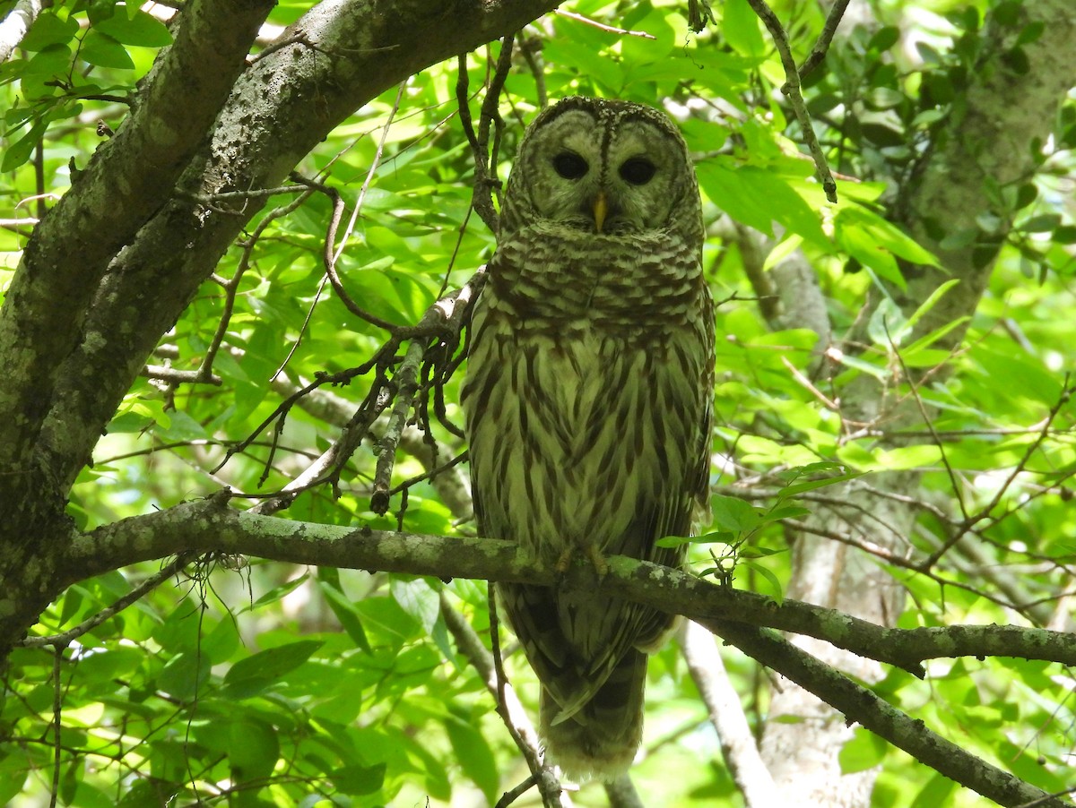 Barred Owl - ML635387546