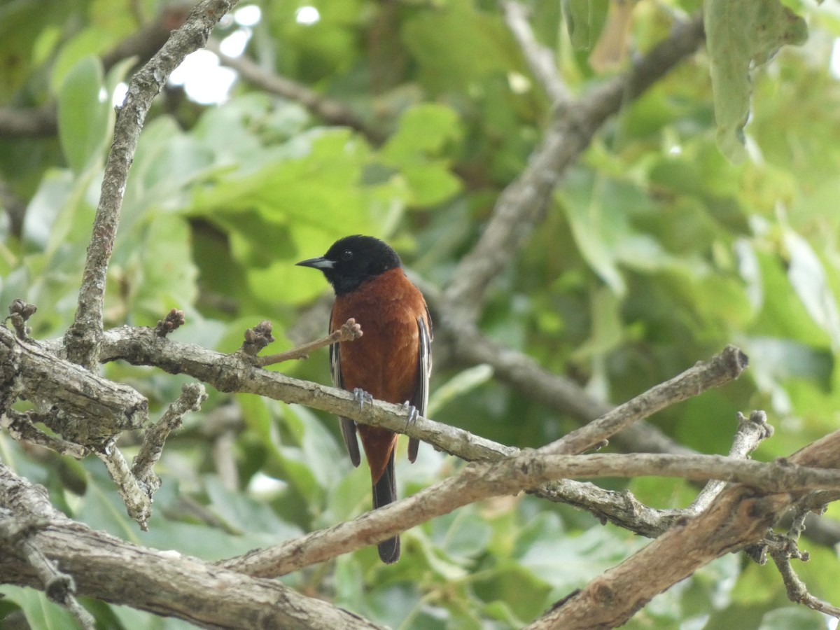 Orchard Oriole - ML635387550