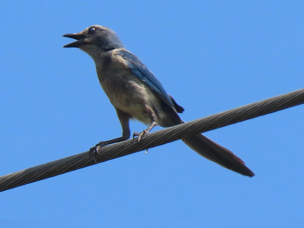 Florida Scrub-Jay - ML635387566