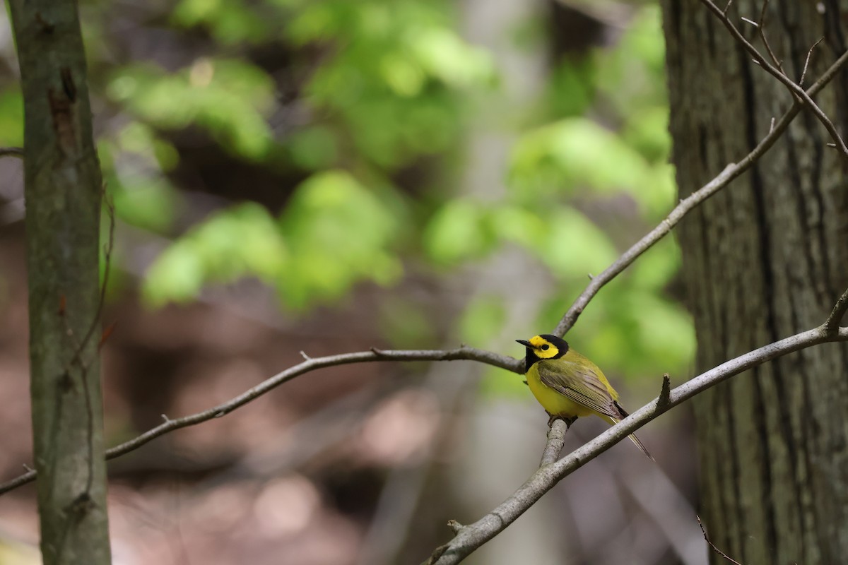 Hooded Warbler - ML635387568