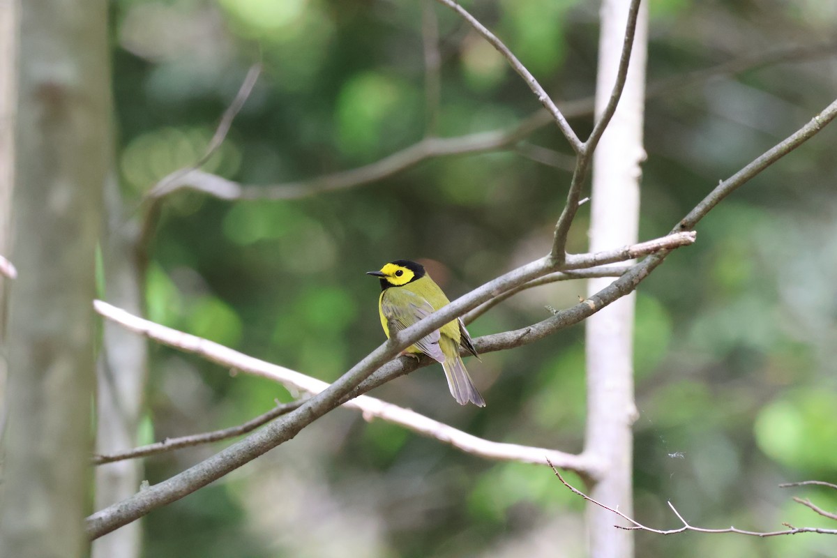 Hooded Warbler - ML635387661