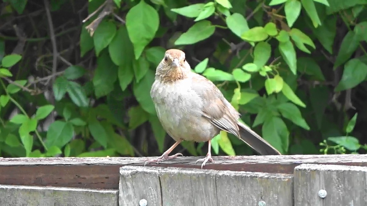 California Towhee - ML635387689