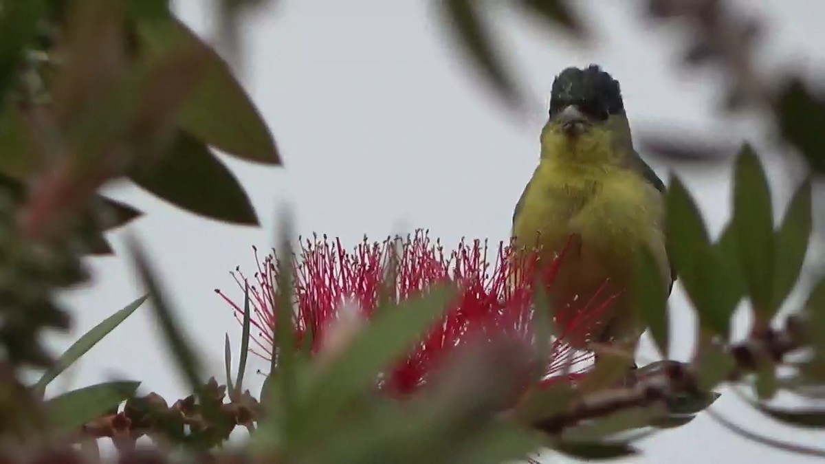 Lesser Goldfinch - ML635387696