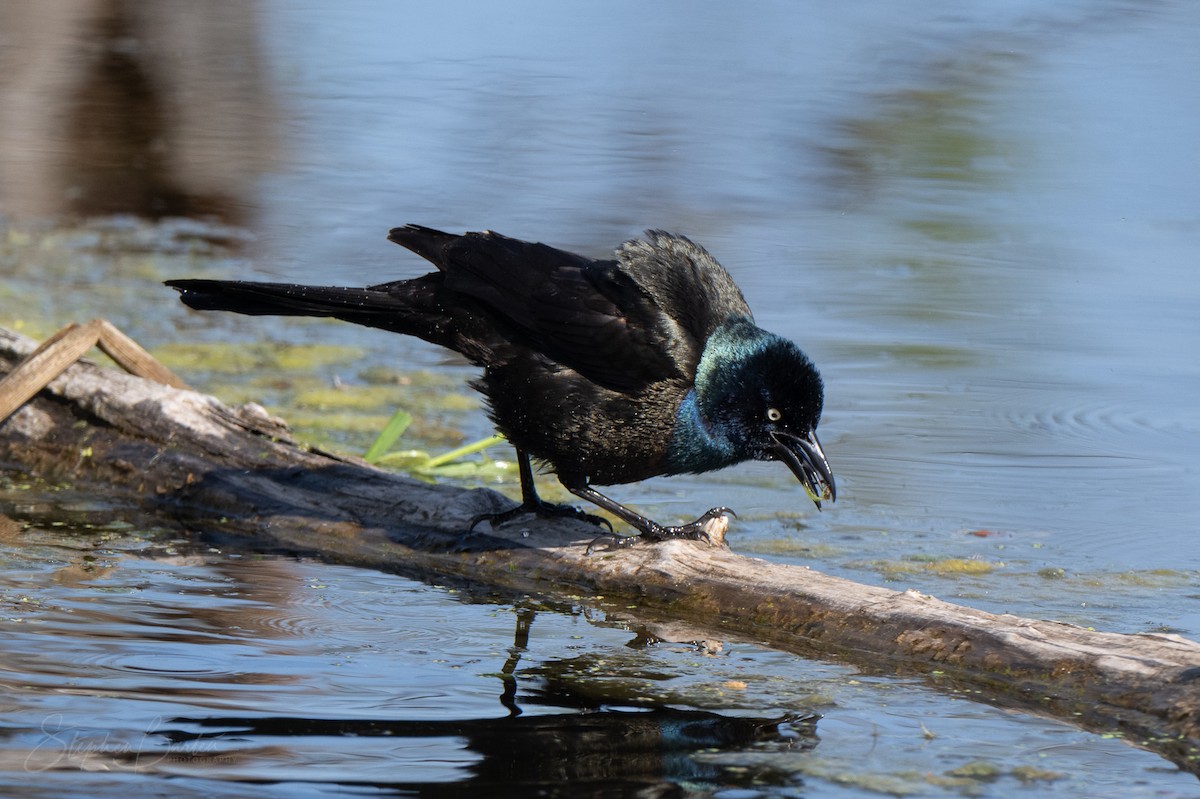 Common Grackle - ML635387787