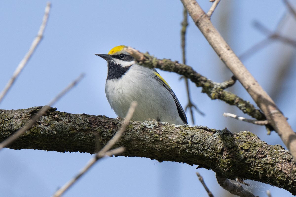 Paruline à ailes dorées - ML635387813