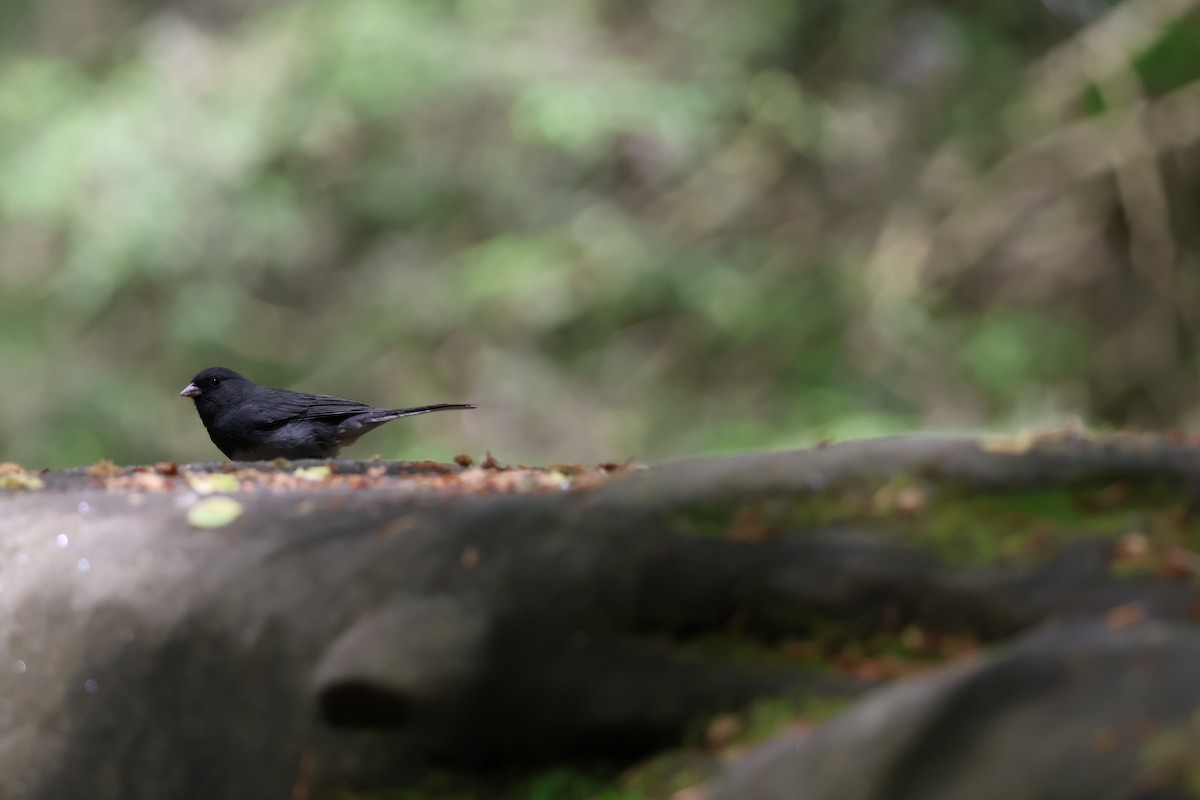 Junco ardoisé - ML635387844