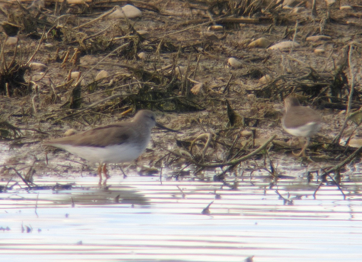 Terek Sandpiper - ML635387861