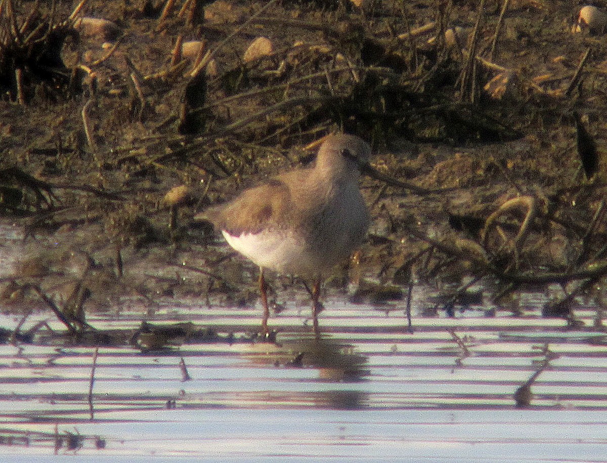 Terek Sandpiper - ML635387862