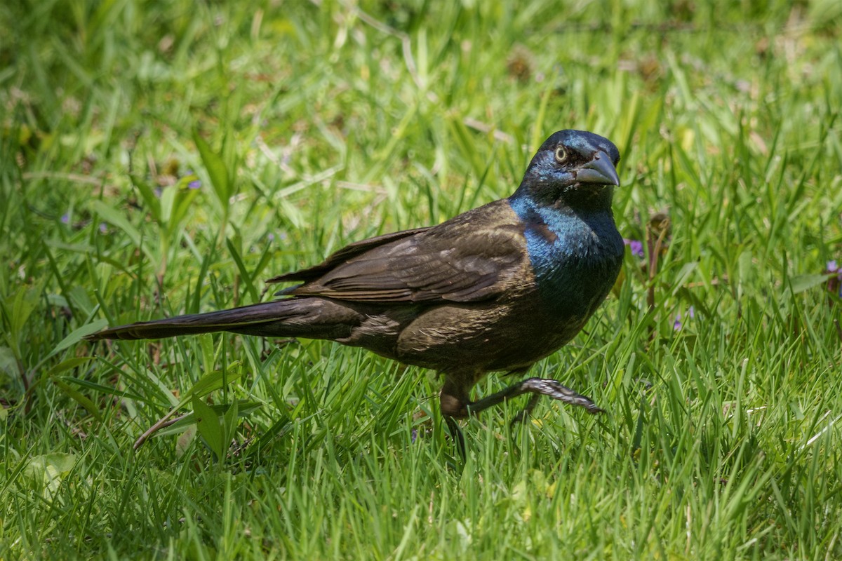 Common Grackle - ML635387871