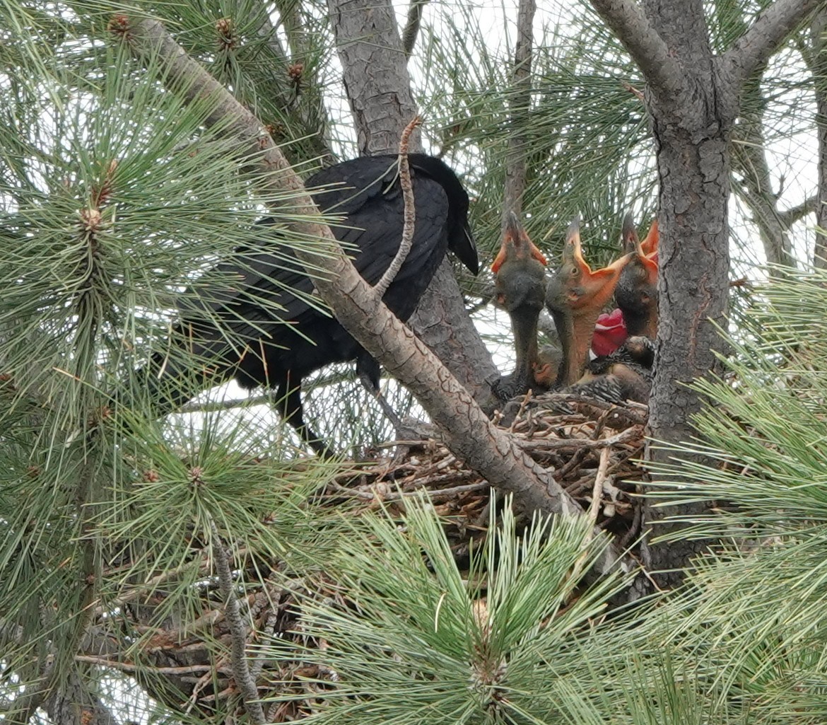 Common Raven - ML635387925