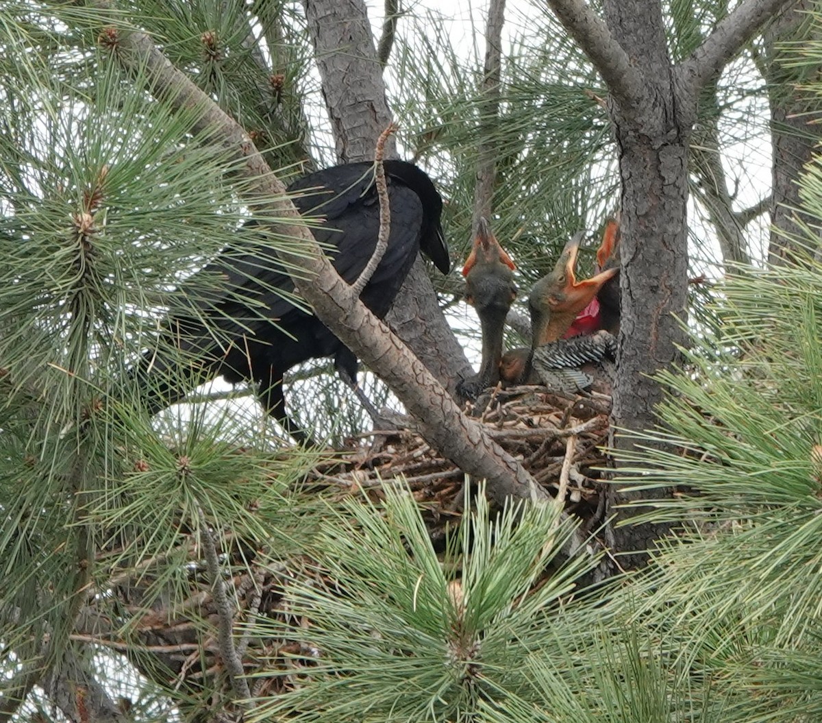 Common Raven - ML635387928