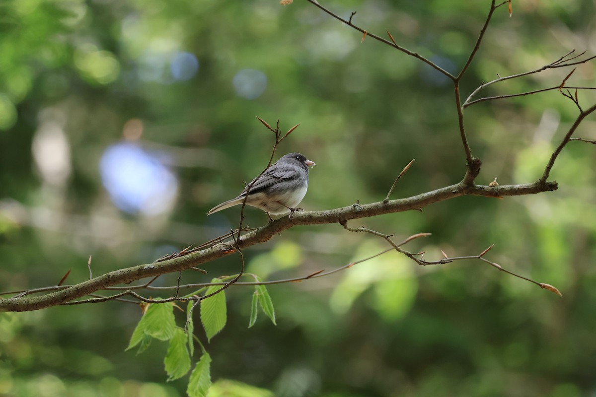 Dark-eyed Junco - ML635387957