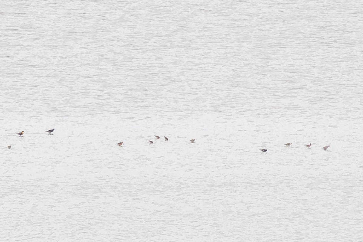 Long-billed Dowitcher - ML635388075