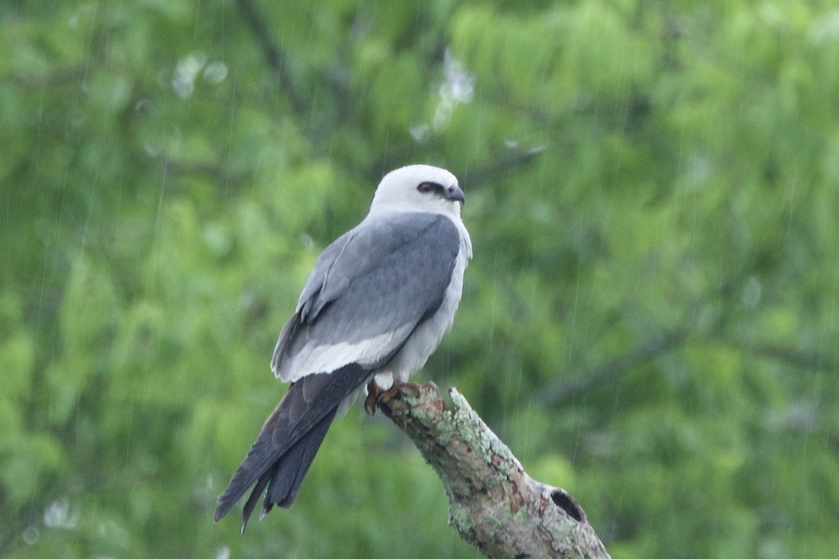 Missisipi Çaylağı - ML635388088