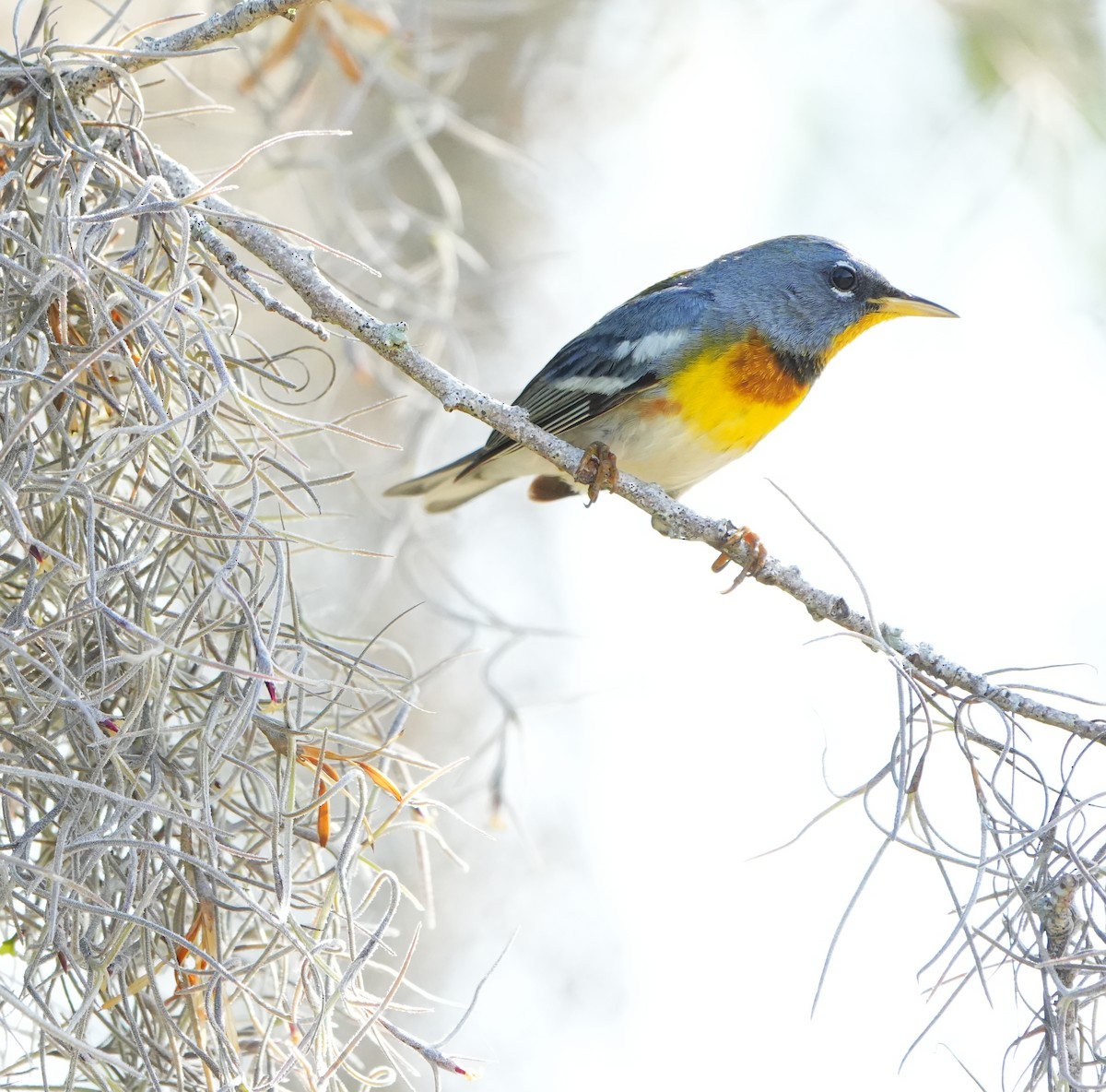 Kuzeyli Parula - ML635388089