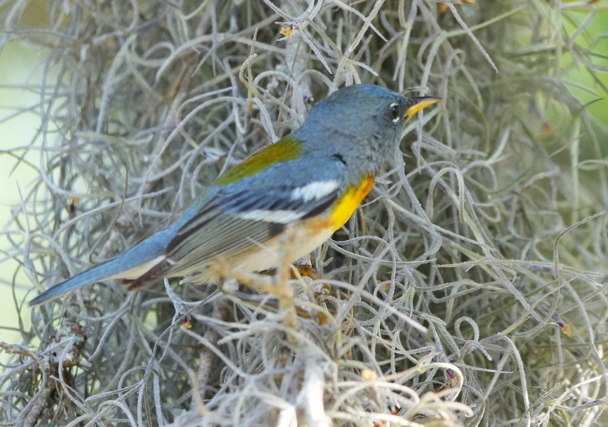 Kuzeyli Parula - ML635388100