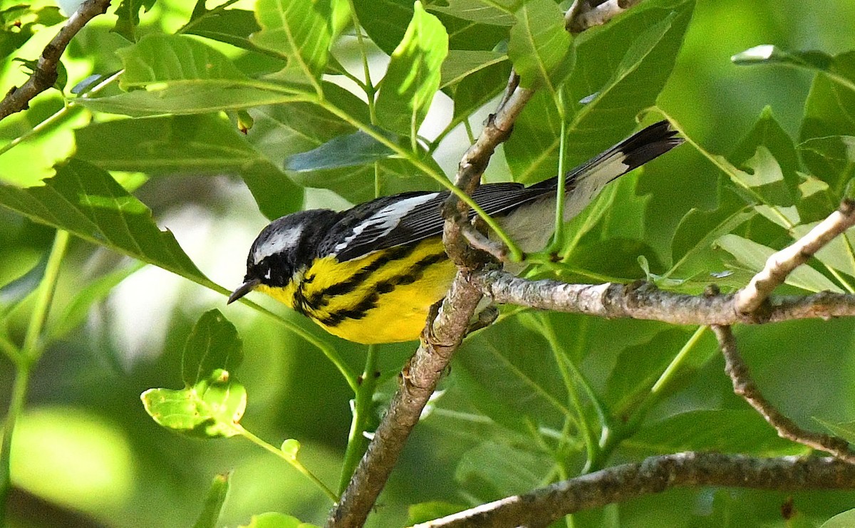 Magnolia Warbler - ML635388126