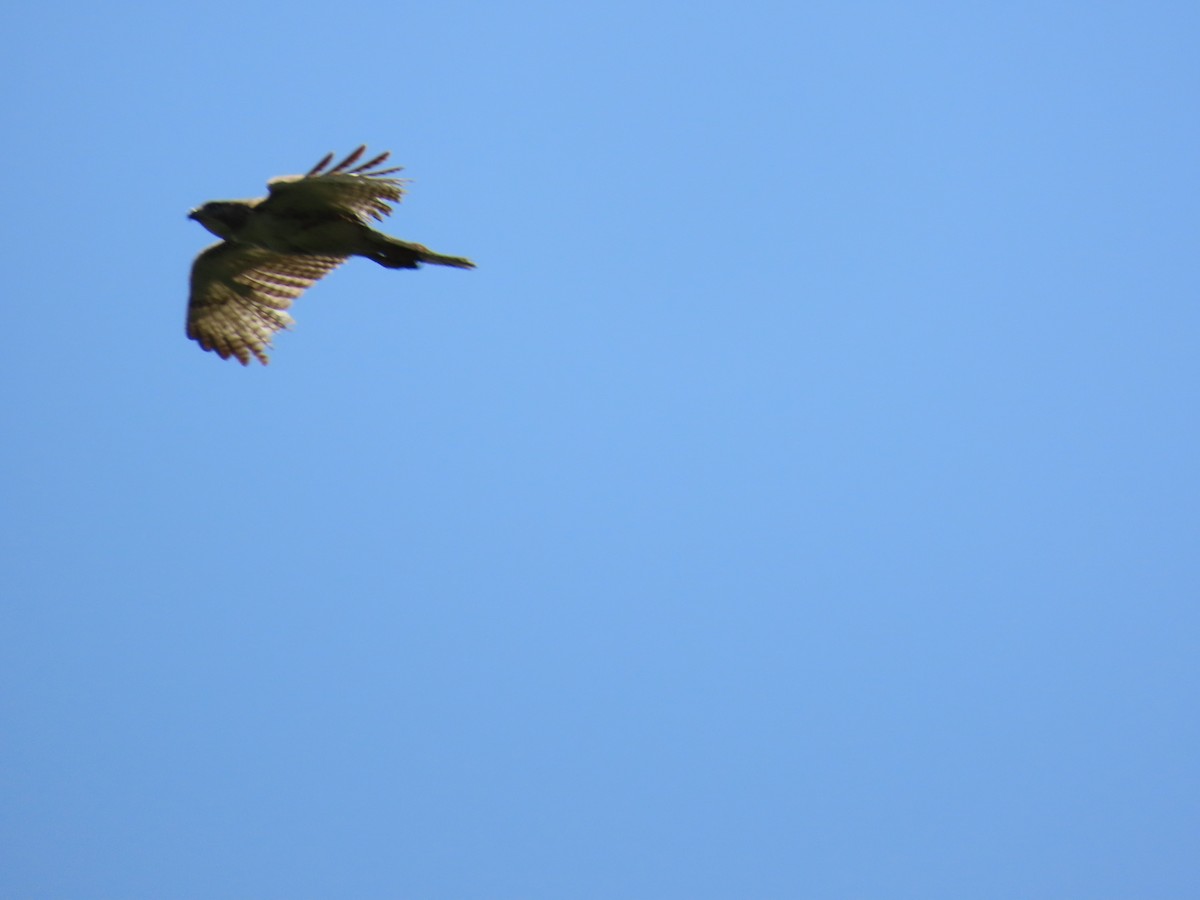 hawk sp. - ML635388167