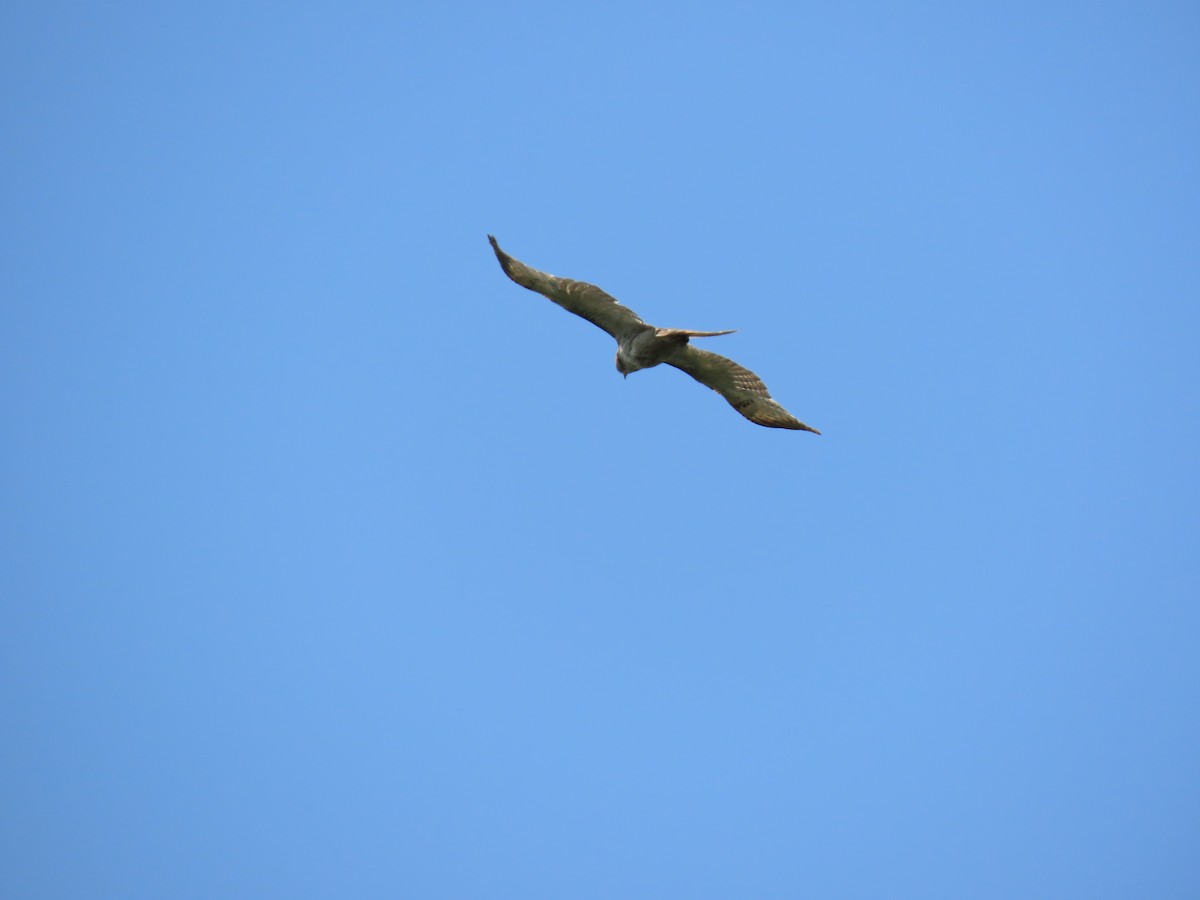 hawk sp. - ML635388218
