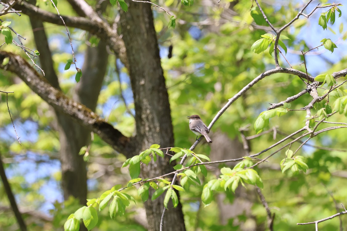 Eastern Phoebe - ML635388222