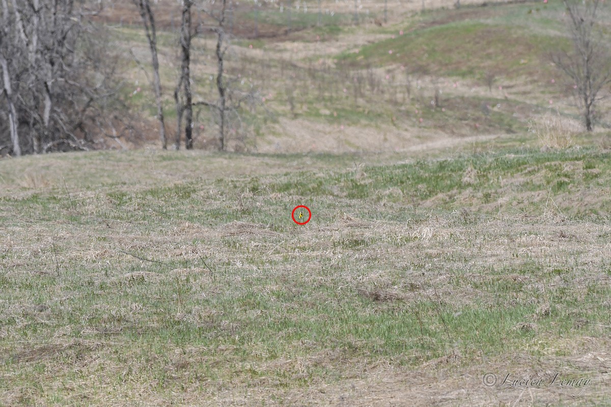 Шпаркос східний - ML635388254