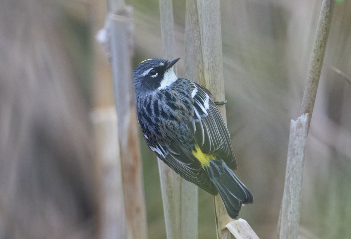 Пісняр-лісовик жовтогузий (підвид coronata) - ML635388256