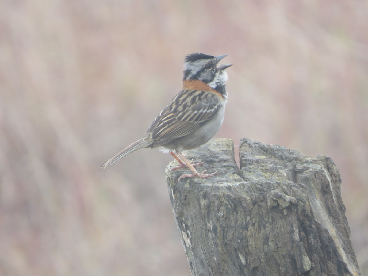 Rufous-collared Sparrow - ML635388307