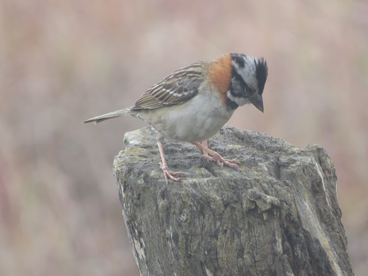 Rufous-collared Sparrow - ML635388308