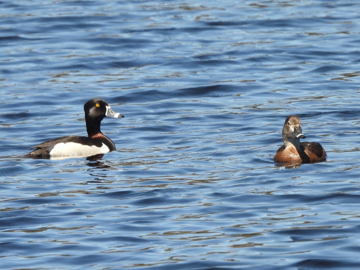 Ring-necked Duck - ML635388339