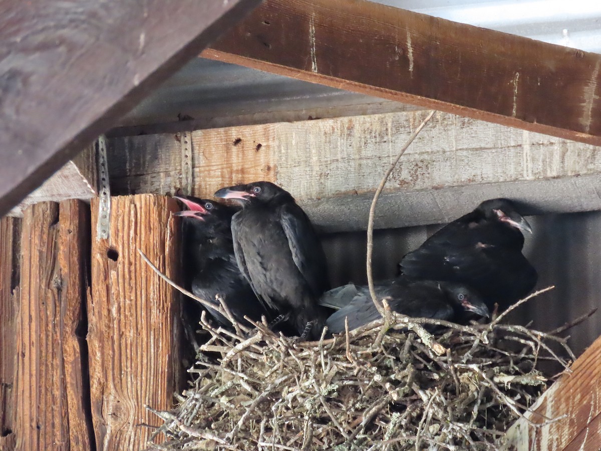 Common Raven - ML635388343