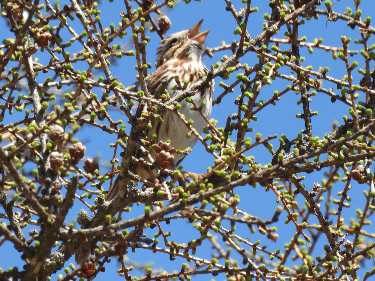 Song Sparrow - ML635388350