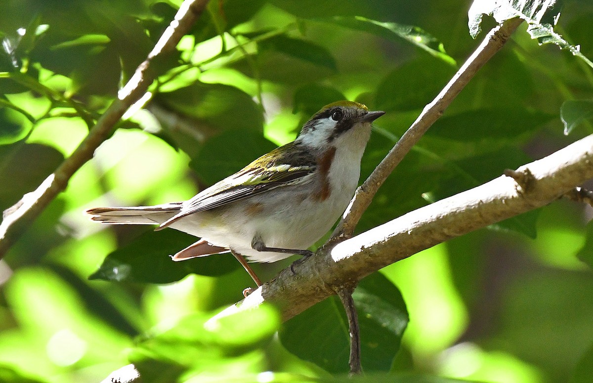 Gelbscheitel-Waldsänger - ML635388366