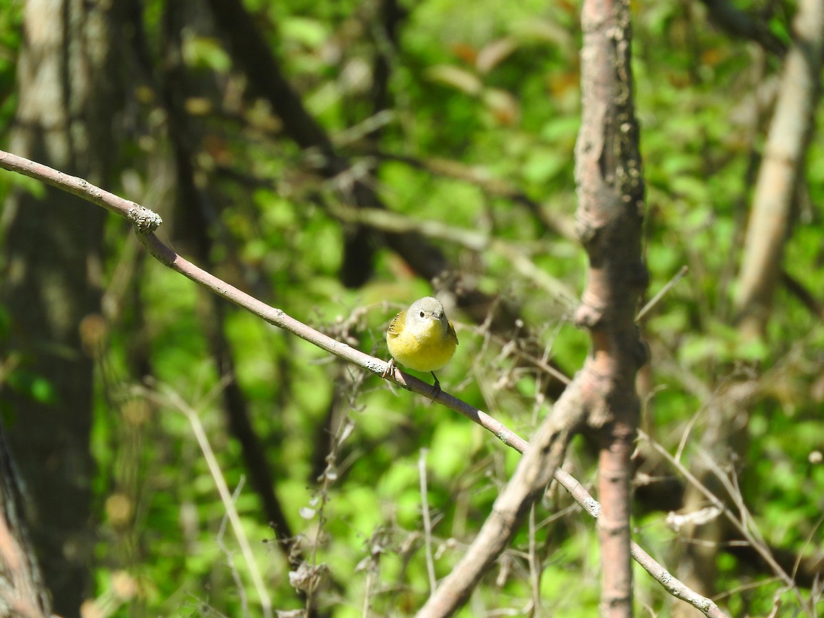 Rubinfleck-Waldsänger - ML635388377