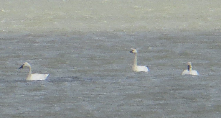 Zwergschwan - ML635388379