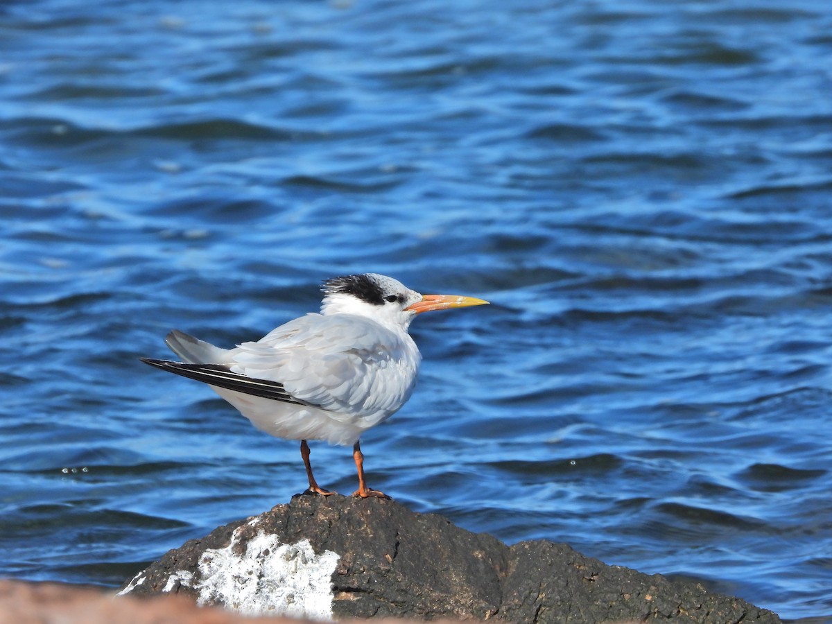 Königsseeschwalbe - ML635388382