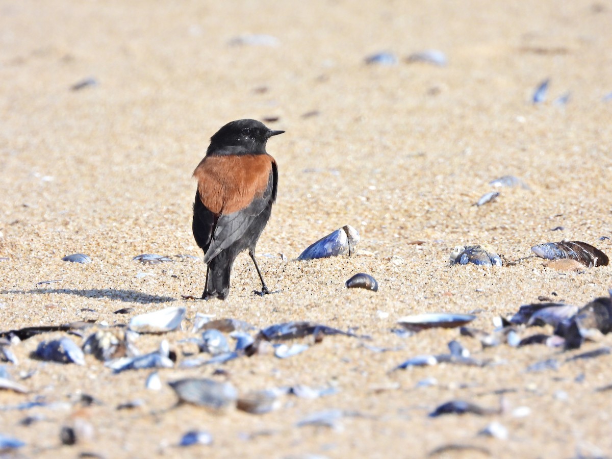 Patagoniensporntyrann - ML635388395