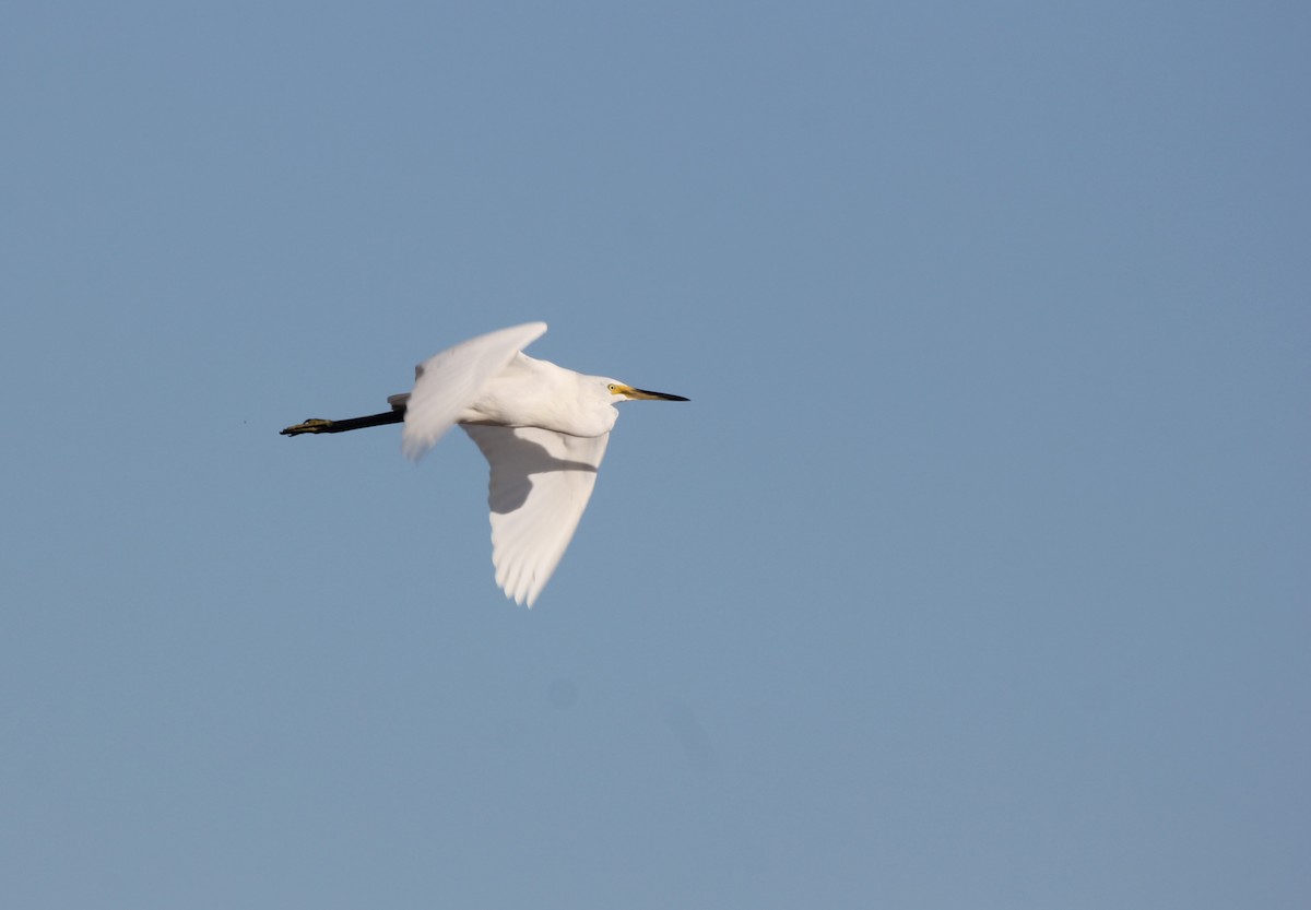 小白鷺 - ML635388442