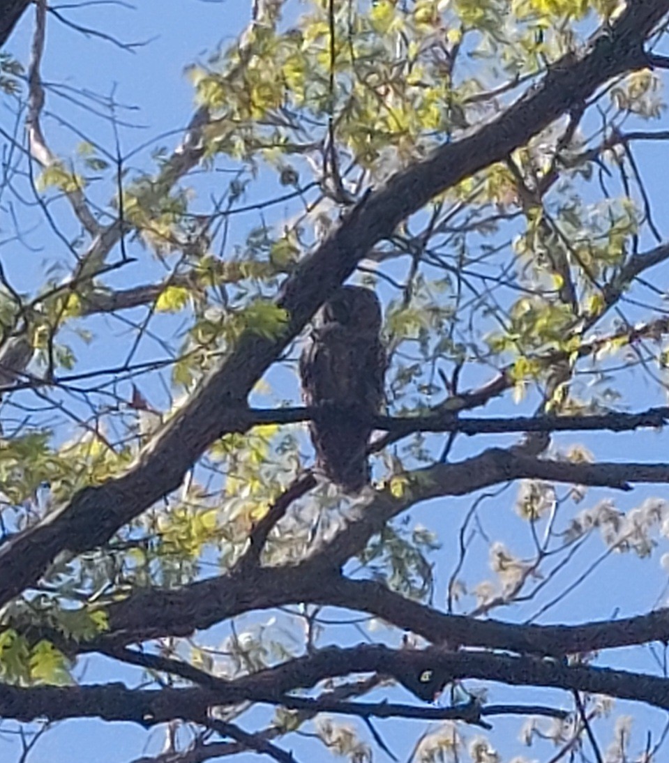 Barred Owl - ML635388573