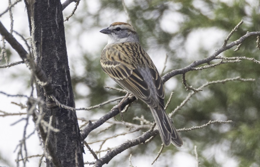 Striped Sparrow - ML635388605