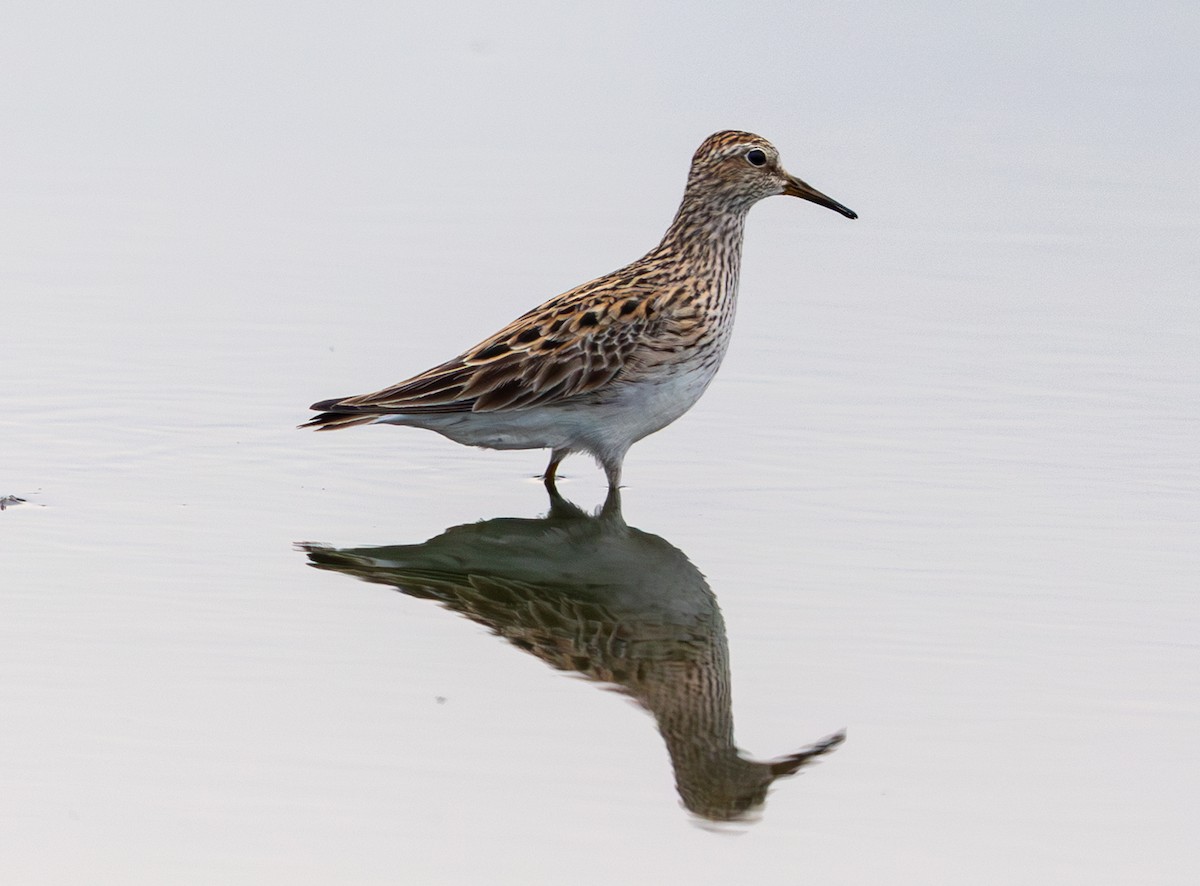 Graubrust-Strandläufer - ML635388654
