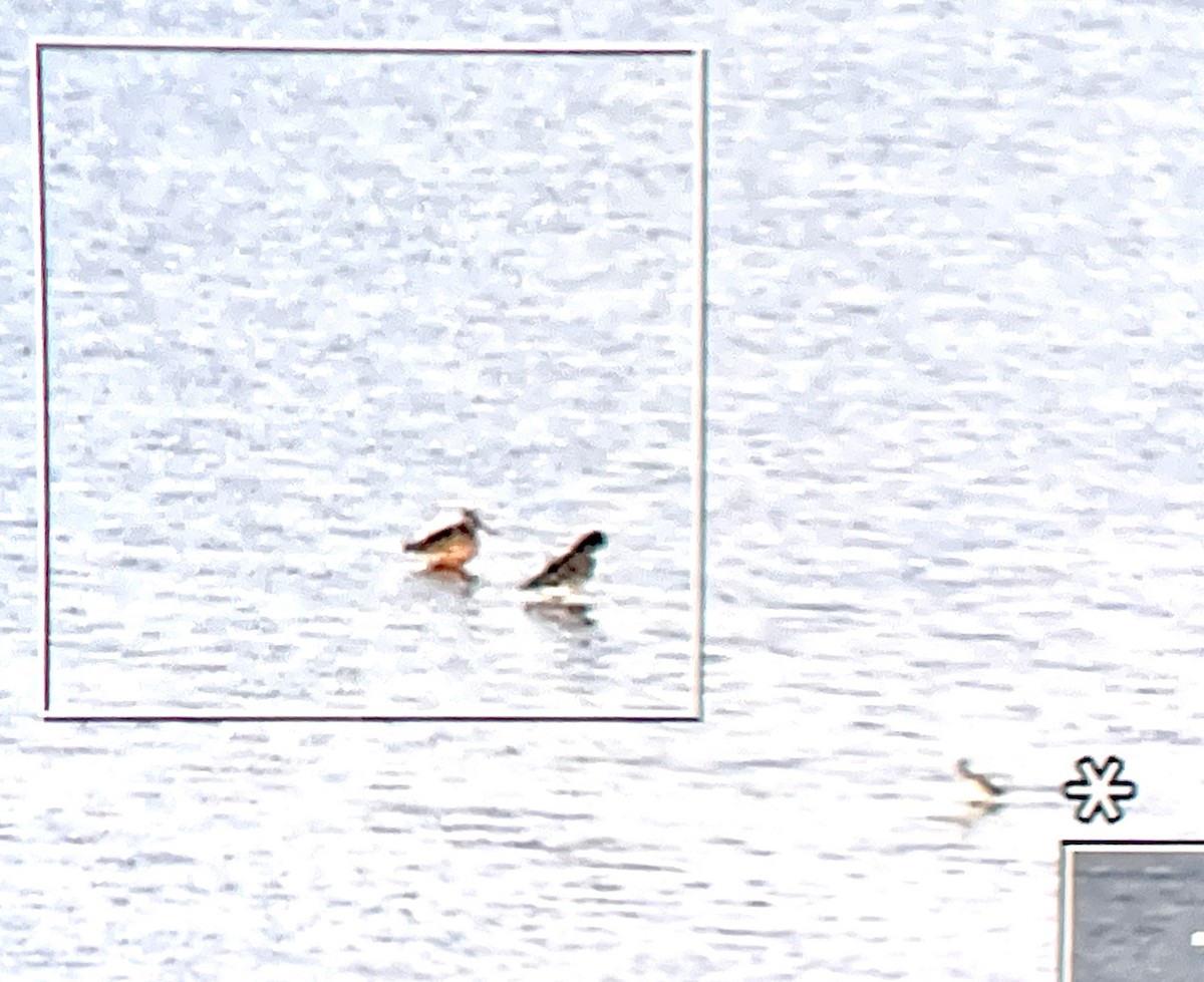 Long-billed Dowitcher - ML635388725