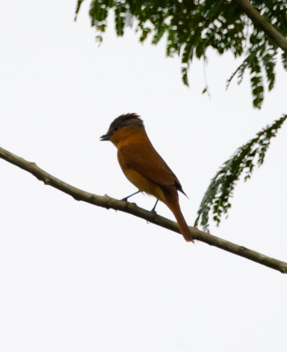 Chestnut-crowned Becard - ML635388785