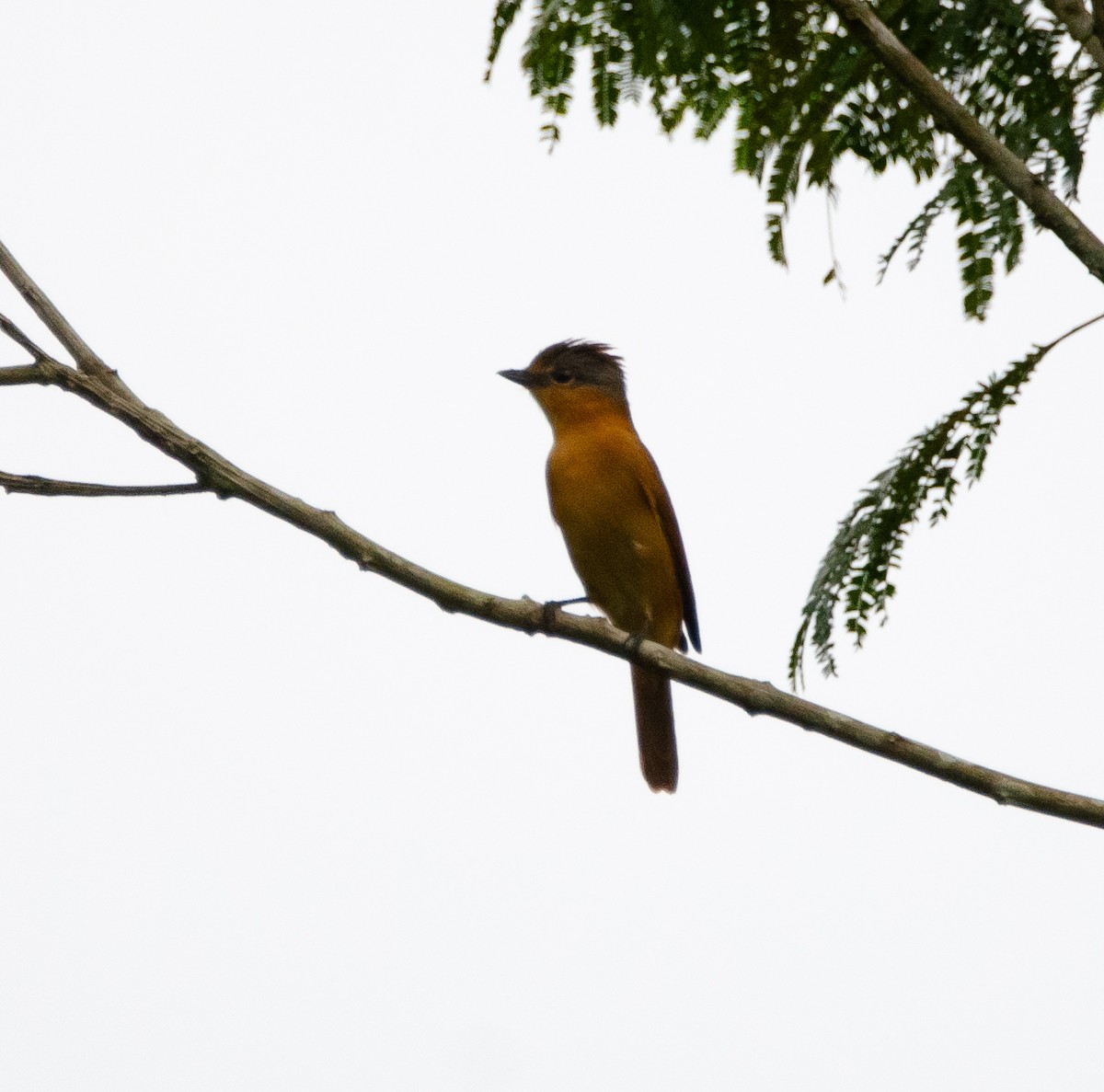 Chestnut-crowned Becard - ML635388787