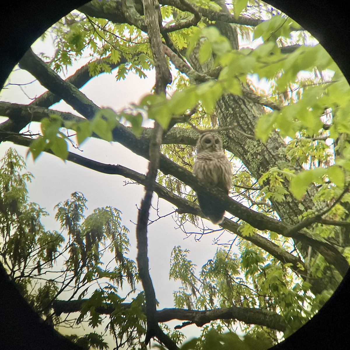 Barred Owl - ML635388808